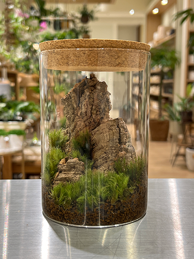 苔テラリウムとは？