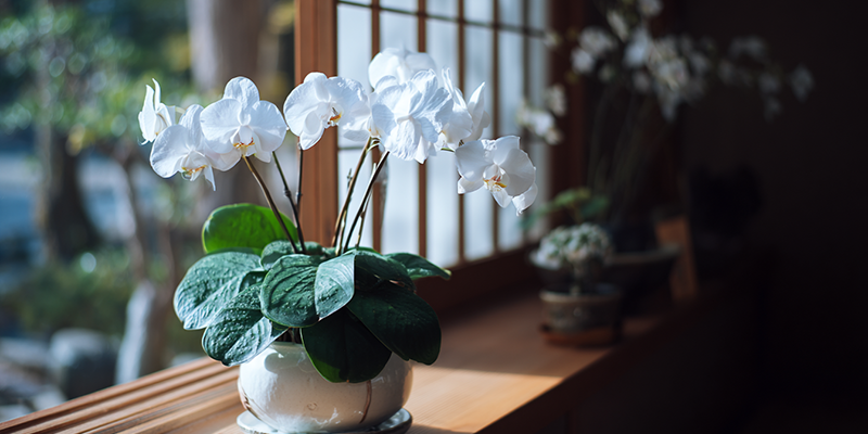 胡蝶蘭（ラン）