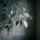 フィカス・アルテシマ