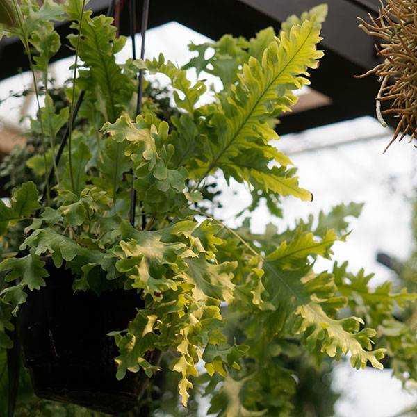 フレポディウム・ダバナ